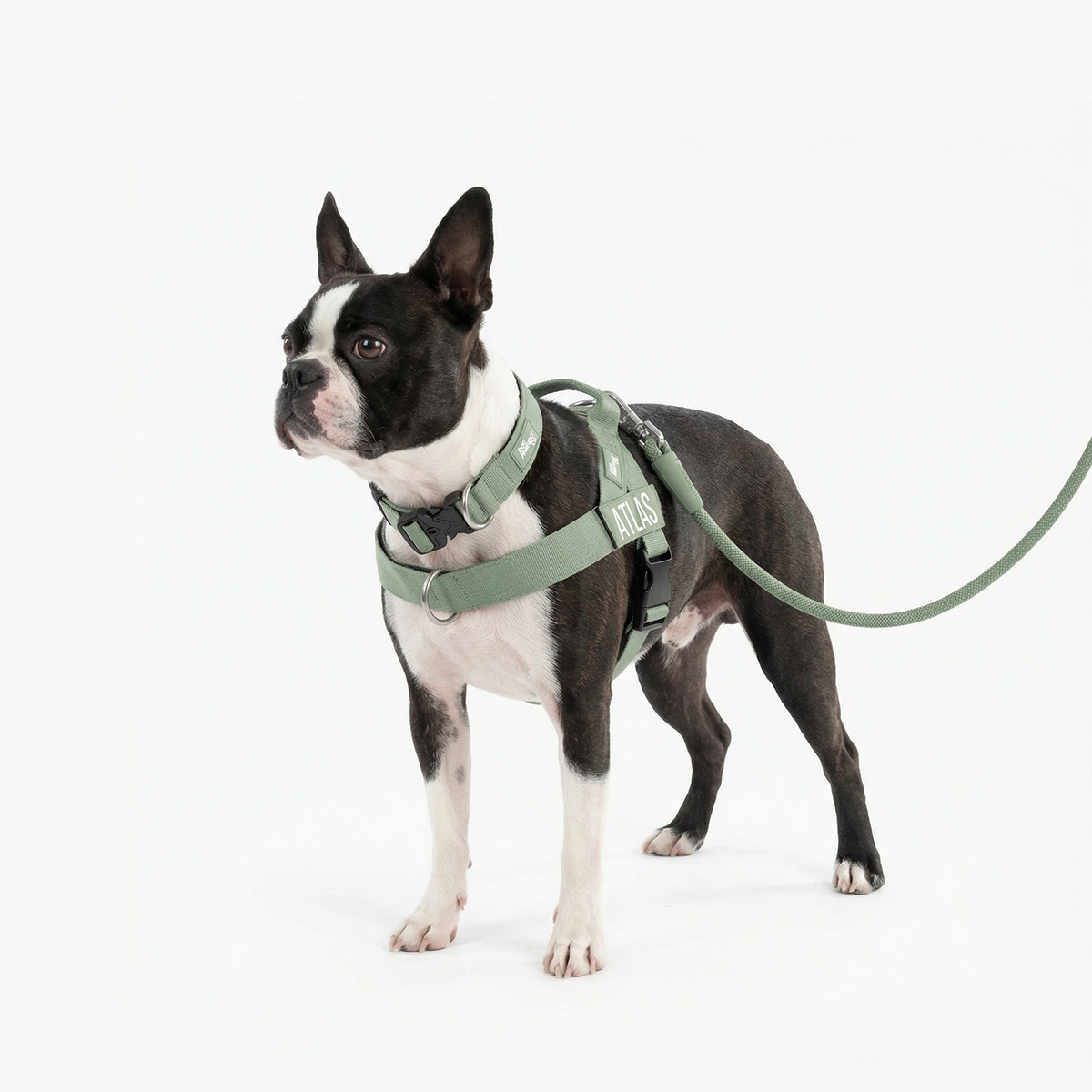Dog wearing khaki ultimate-no-pull bundle