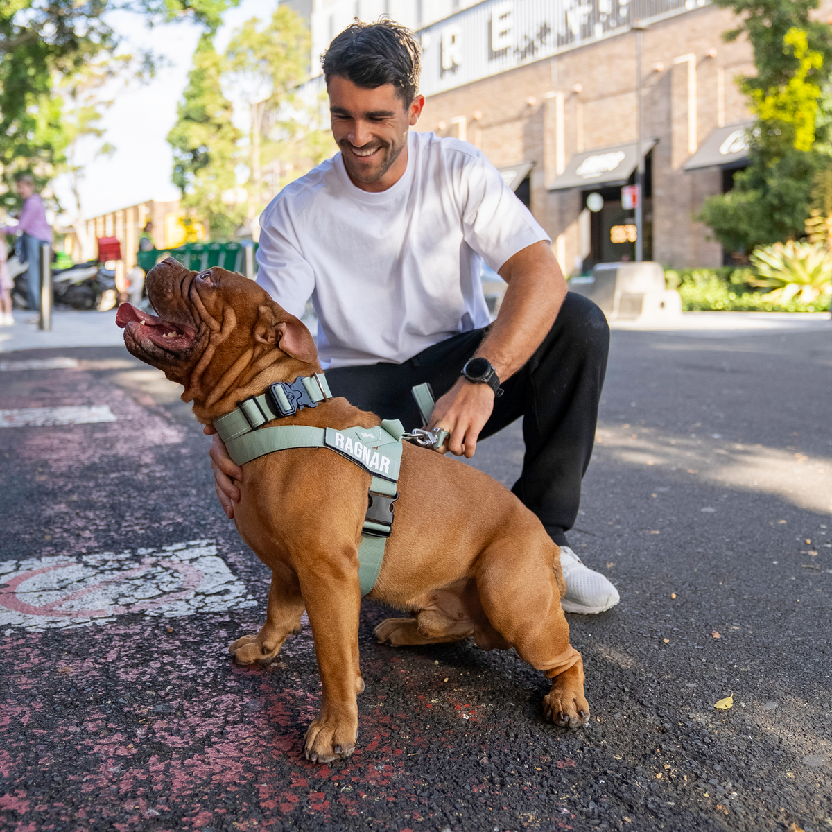 Dog wearing khaki ultimate-no-pull bundle while outdoor