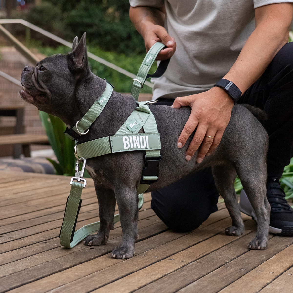 Dog wearing khaki ultimate-no-pull bundle while outdoor