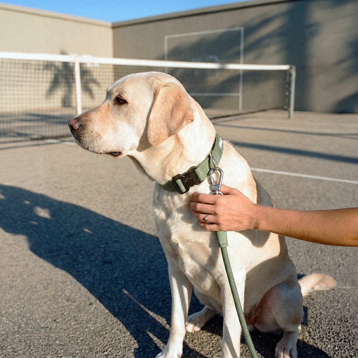 Dog wearing khaki ultimate-no-pull bundle while outdoor