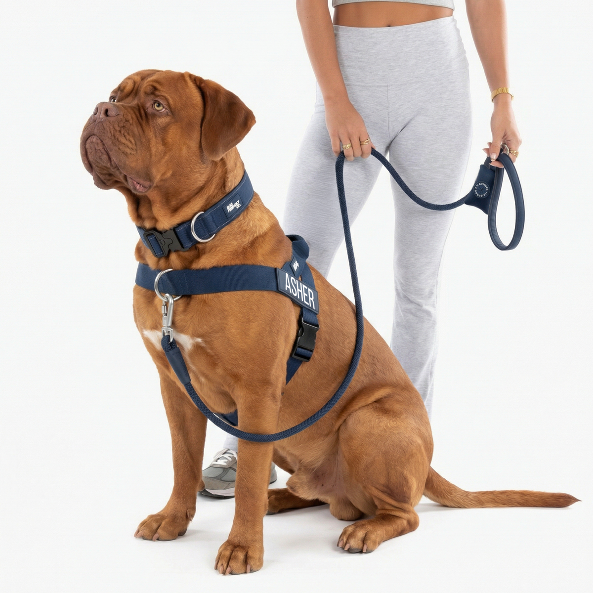 Dog wearing navy blue ultimate-no-pull bundle