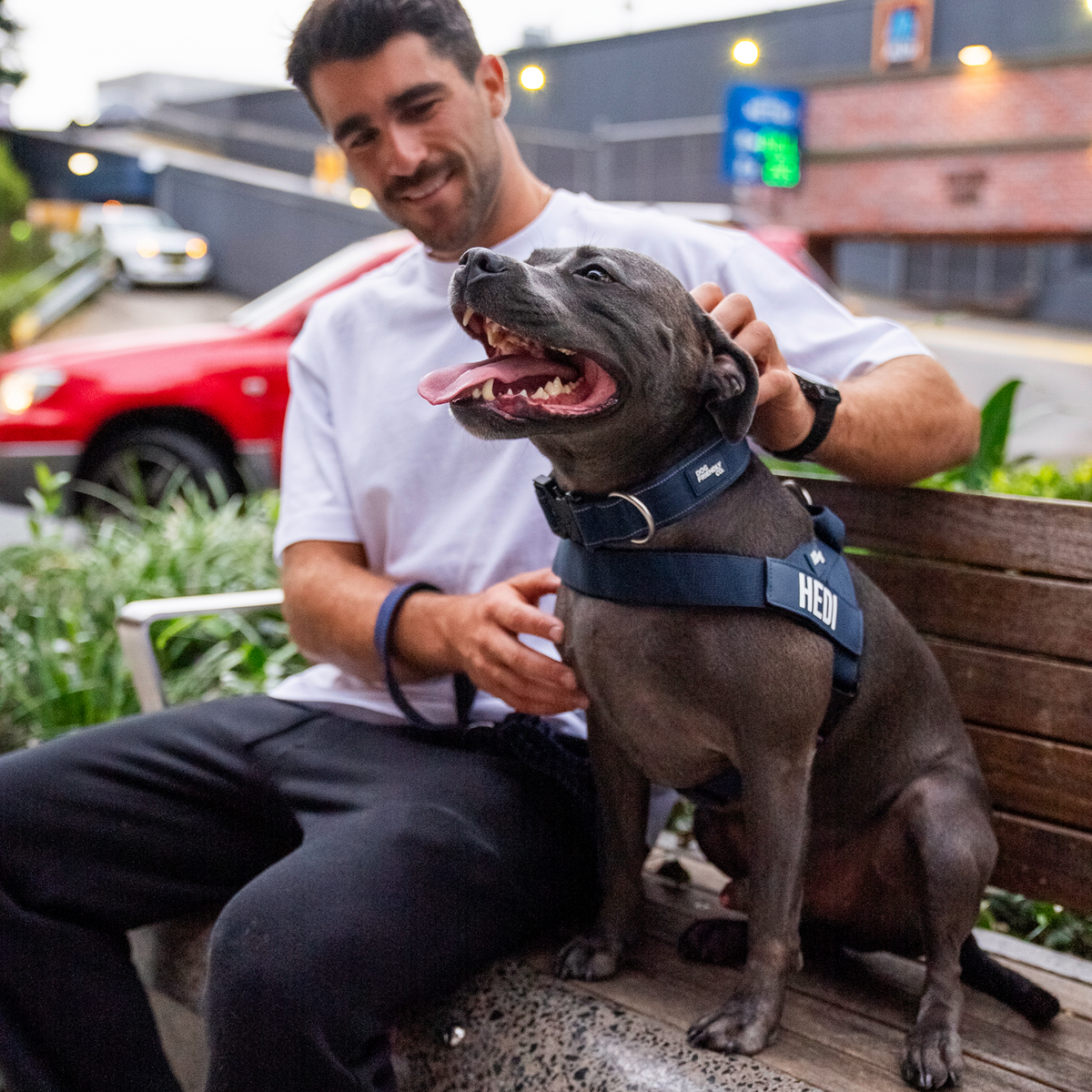 Dog wearing navy blue ultimate-no-pull bundle while outdoor