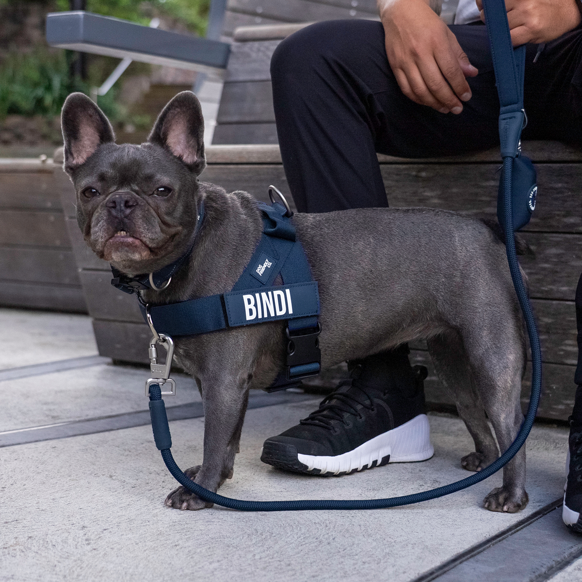 Dog wearing navy blue ultimate-no-pull bundle while outdoor