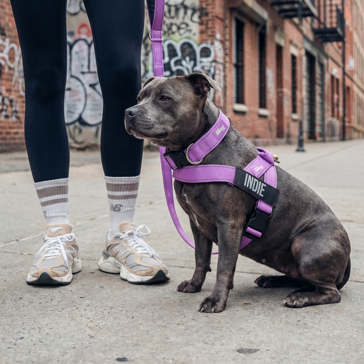 Dog wearing a purple ultimate-no-pull bundle while outdoor
