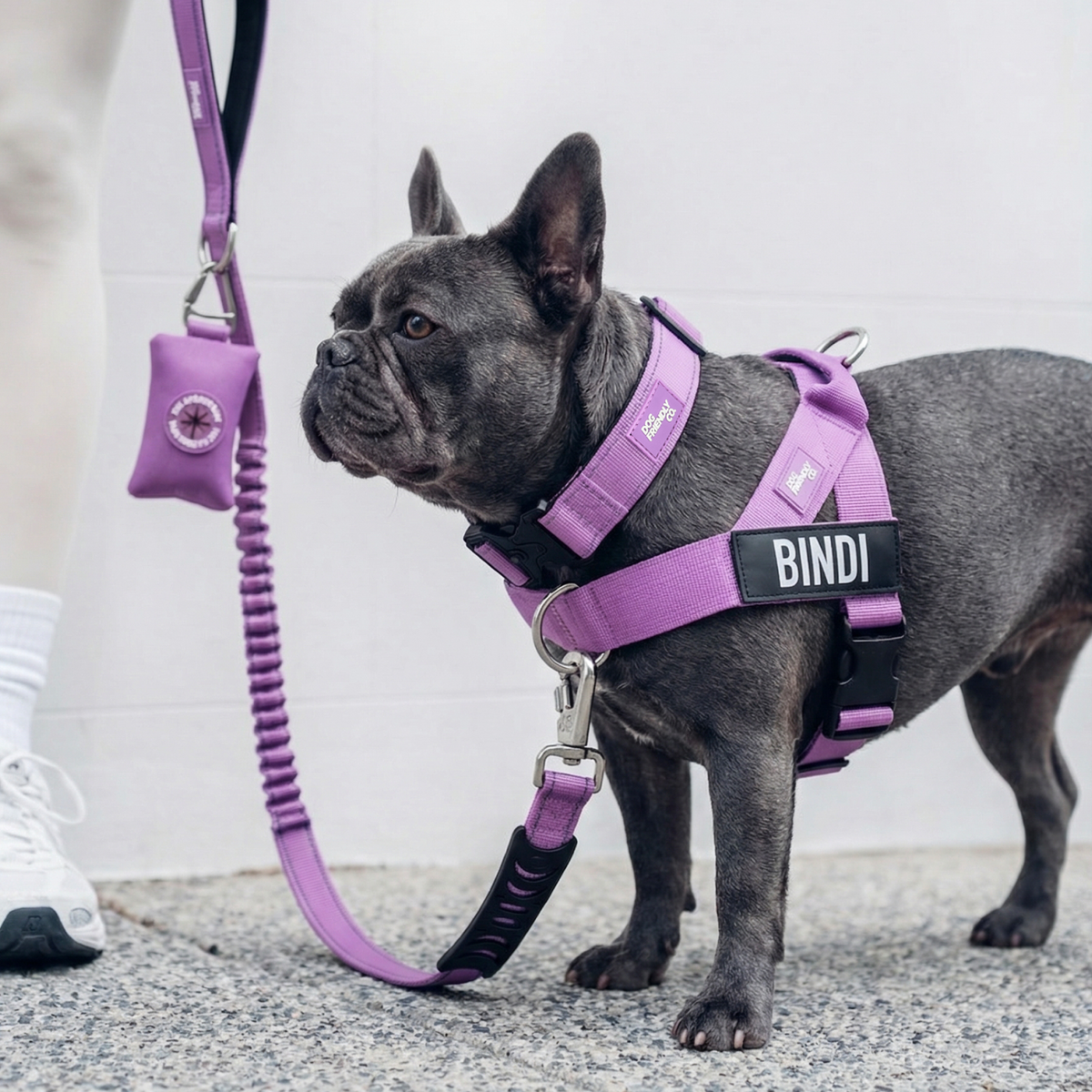 Dog wearing a purple ultimate-no-pull bundle while outdoor