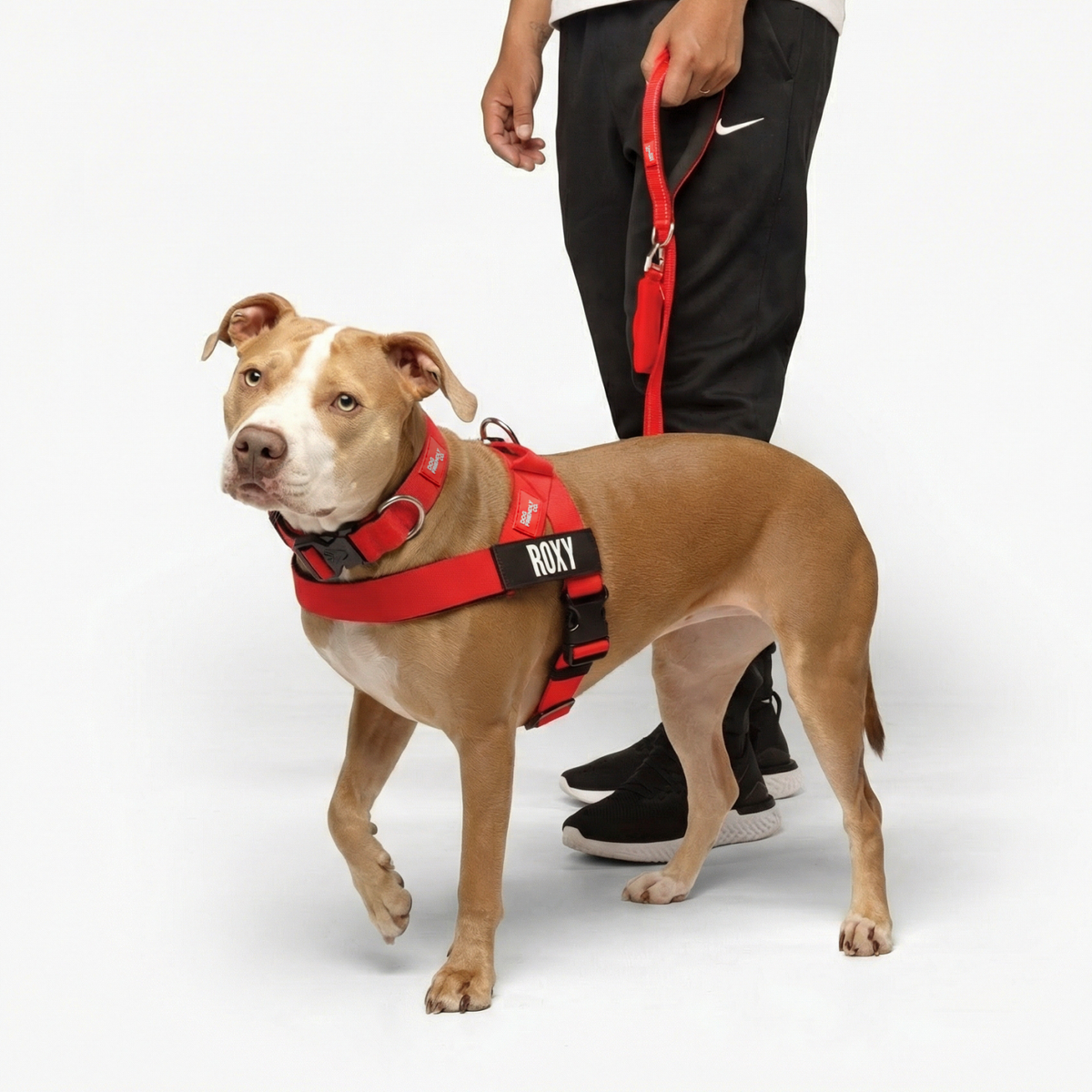 Dog wearing a red ultimate-no-pull bundle