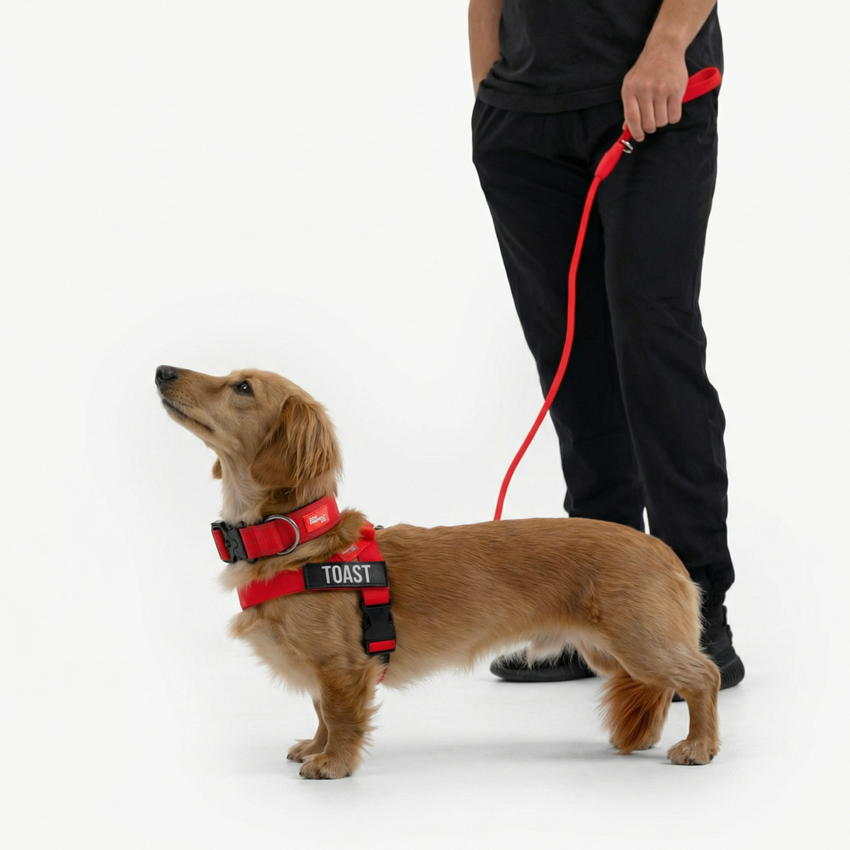 Dog wearing a red ultimate-no-pull bundle