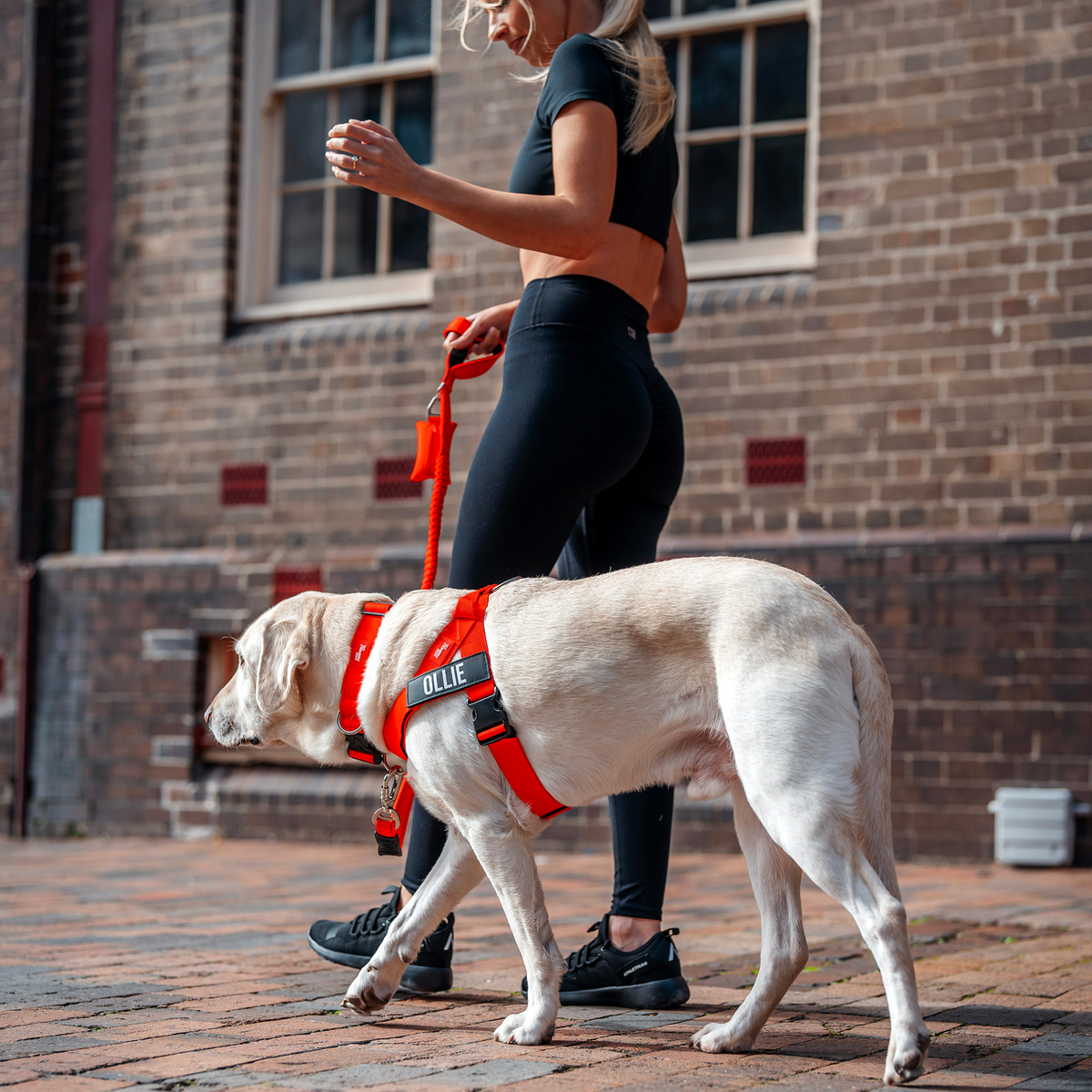 Dog wearing a red ultimate-no-pull bundle while outdoor