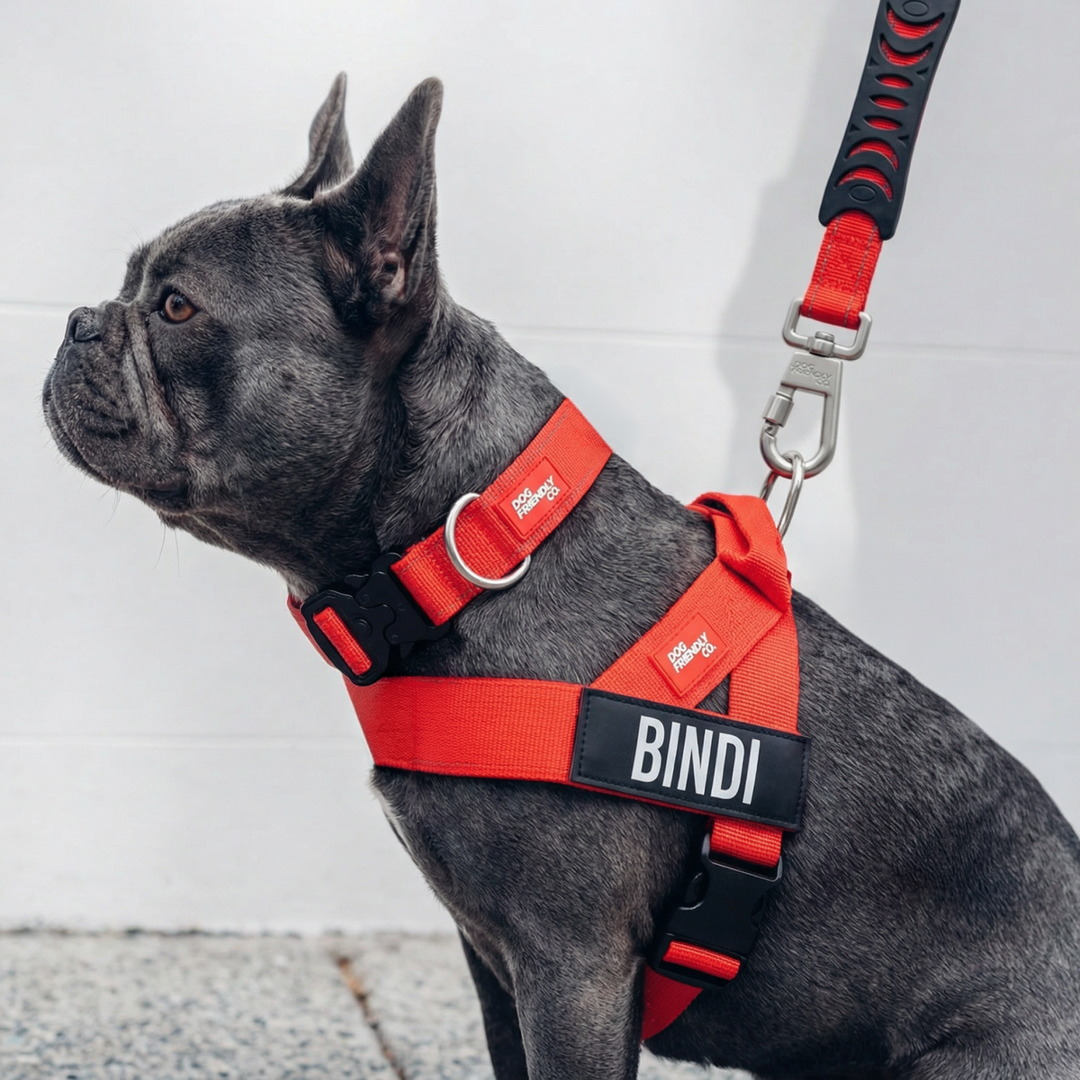 Dog wearing a red ultimate-no-pull bundle while outdoor