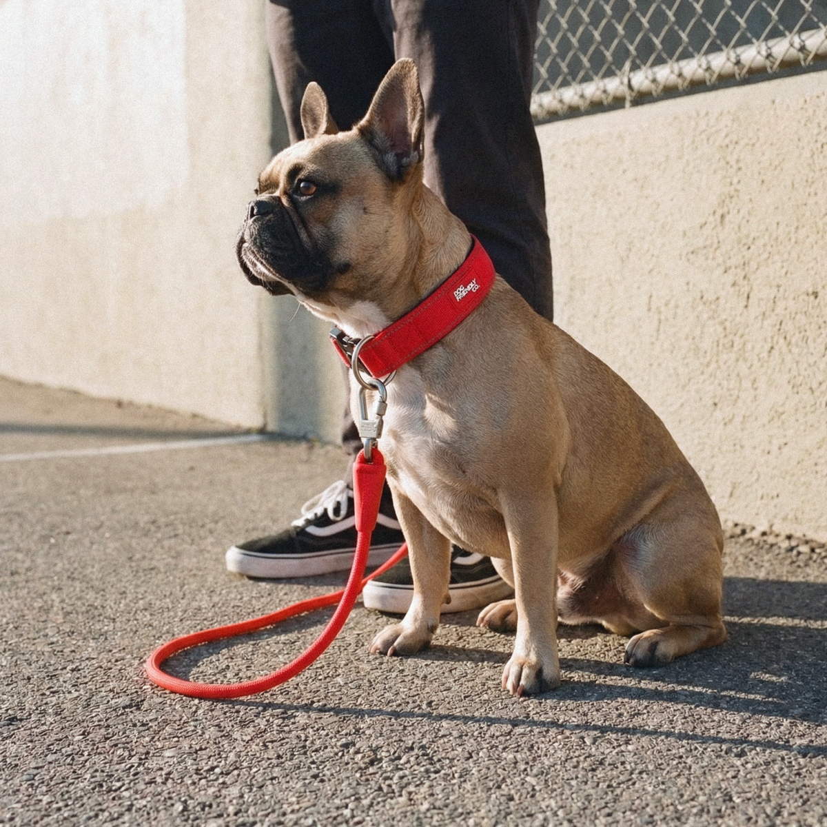 Dog wearing a red ultimate-no-pull bundle while outdoor