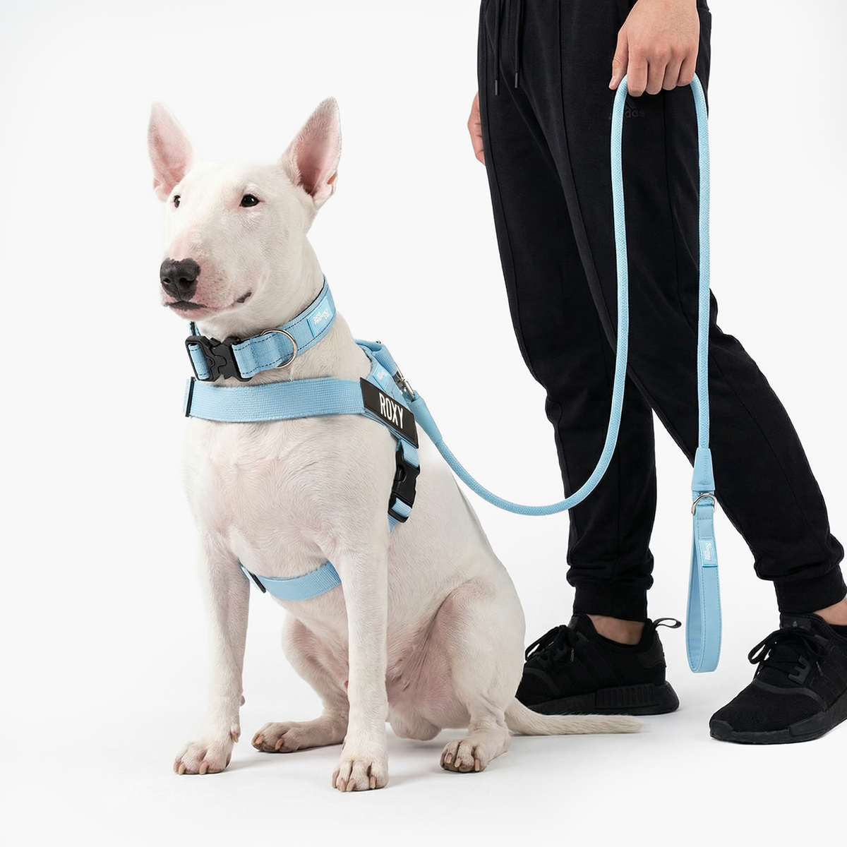 Dog wearing a sky blue ultimate-no-pull bundle