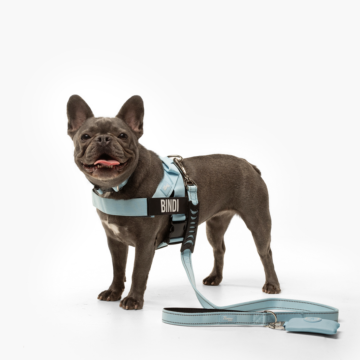 Dog wearing a sky blue ultimate-no-pull bundle