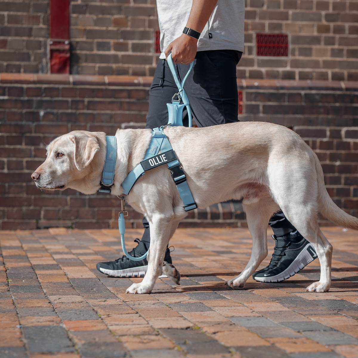Dog wearing a sky blue ultimate-no-pull bundle while walking outside