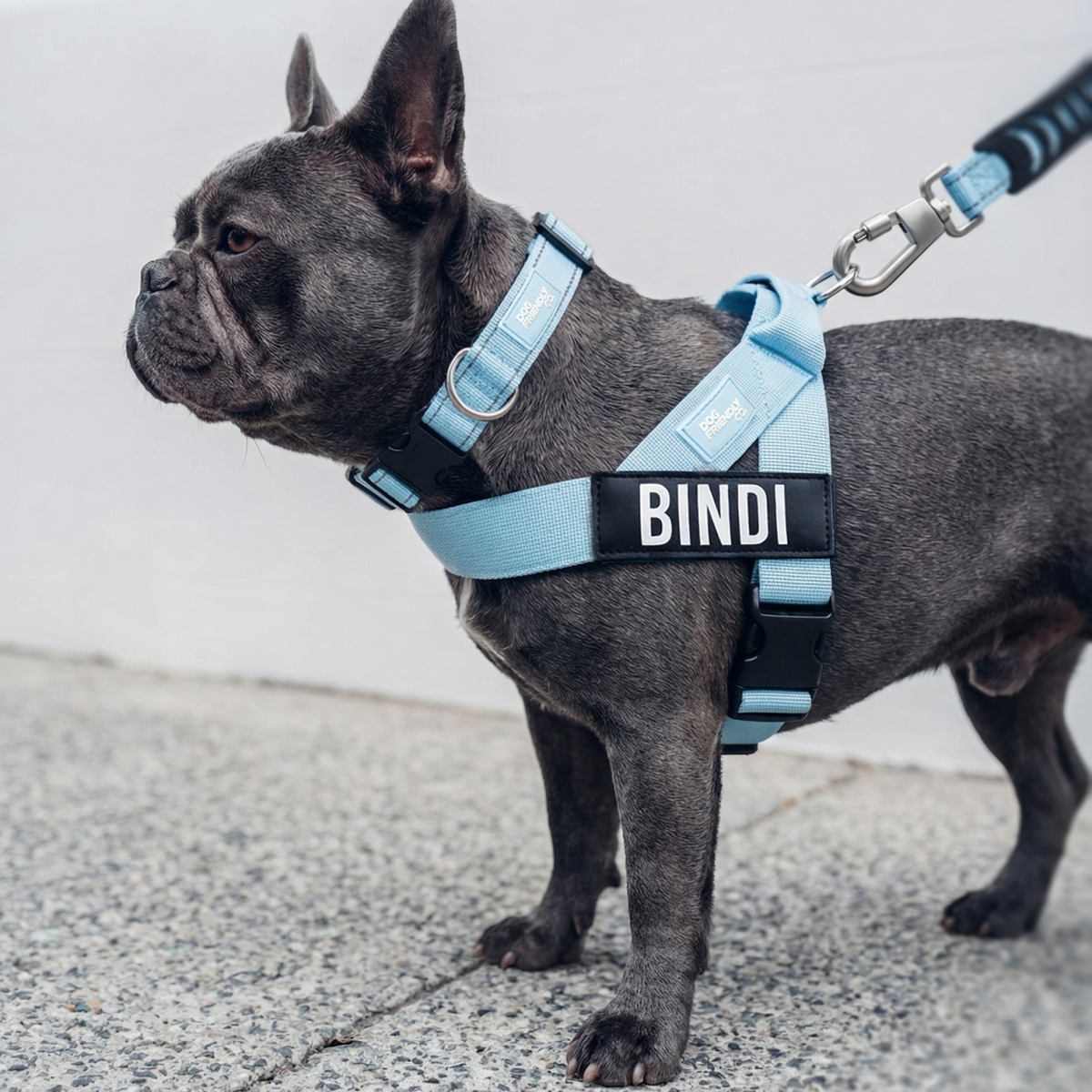 Dog wearing a sky blue ultimate-no-pull bundle while outdoor