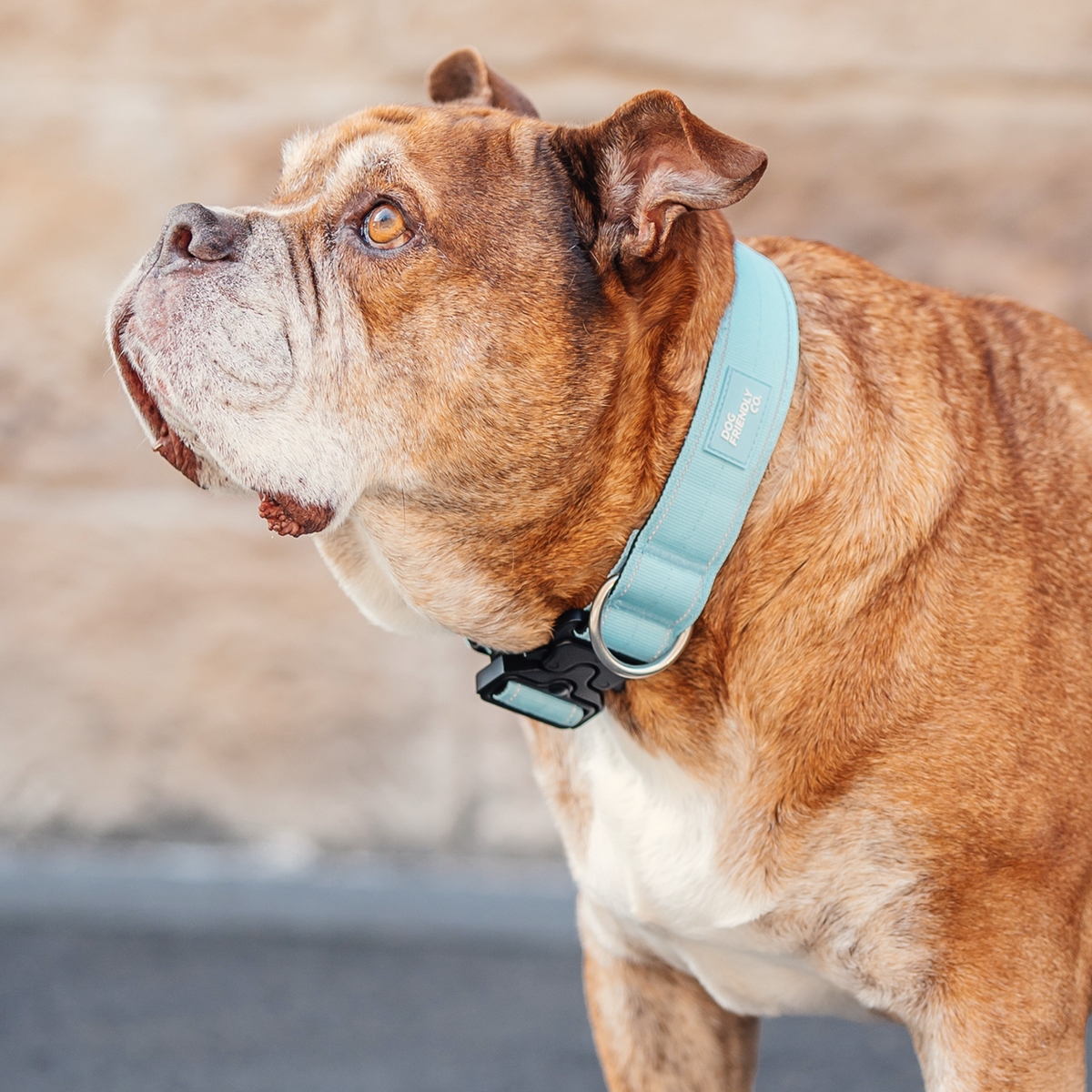 Dog wearing a sky blue tactical collar