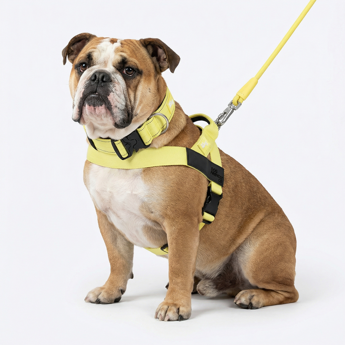 Dog wearing yellow ultimate-no-pull bundle