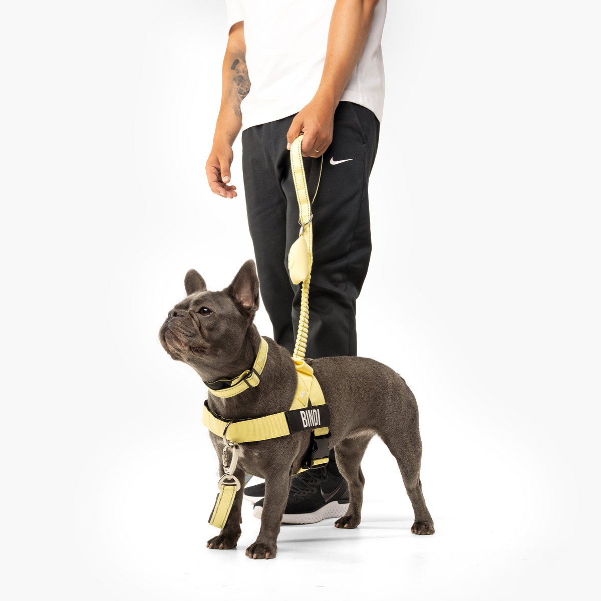 Dog wearing yellow ultimate-no-pull bundle