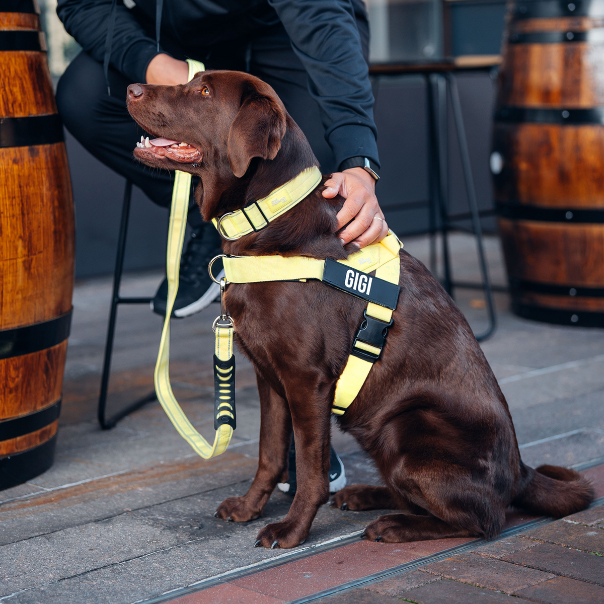 Dog wearing yellow ultimate-no-pull bundle while outdoor