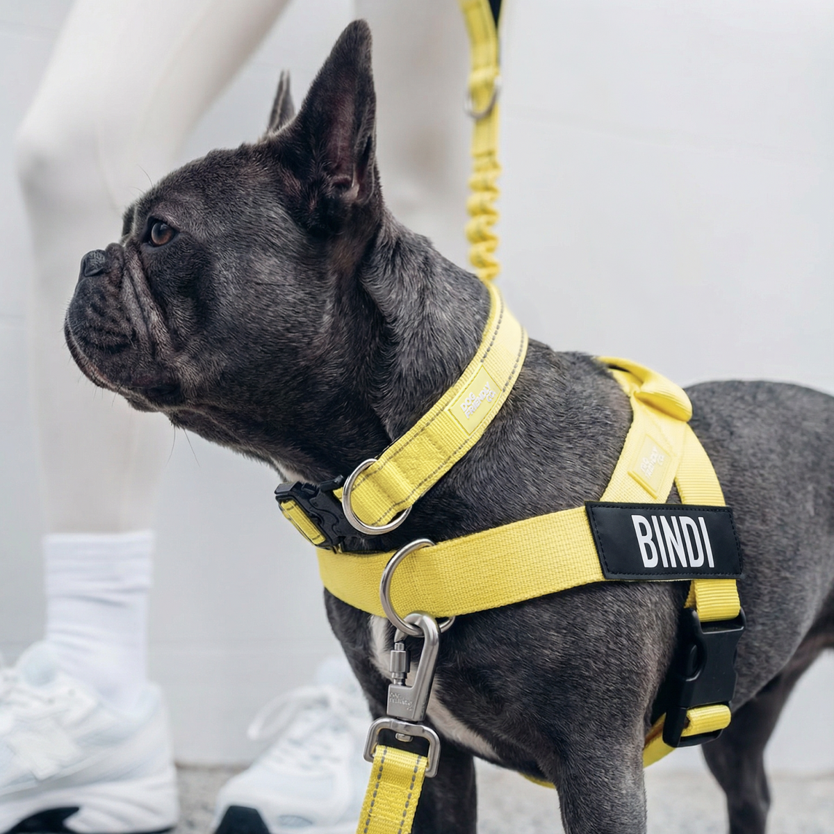 Dog wearing yellow ultimate-no-pull bundle while outdoor
