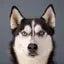 Siberian Husky