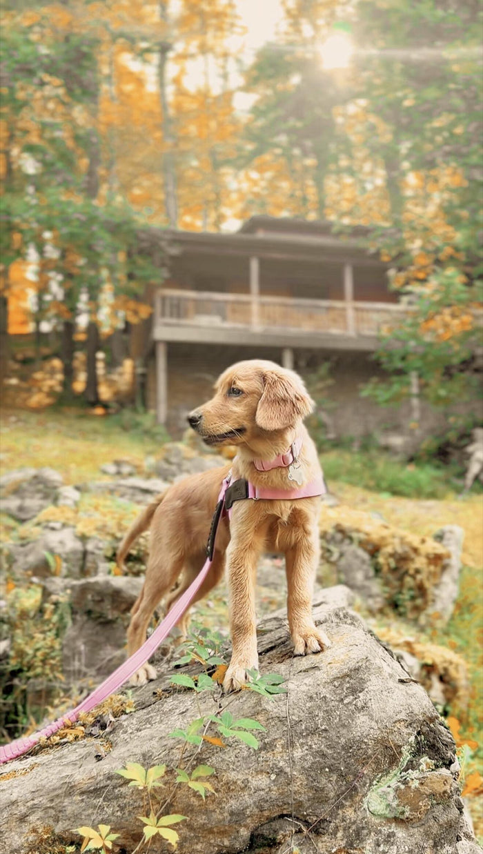 Puppy wearing a Pink Essentials Collar (customer photo)