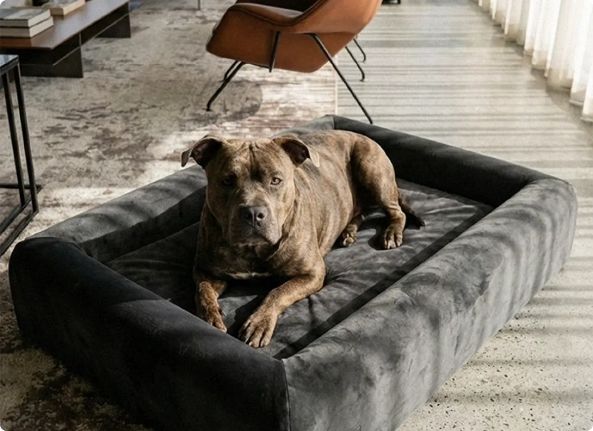 The Dog Friendly Co bed in a living room with a dog lying on it.