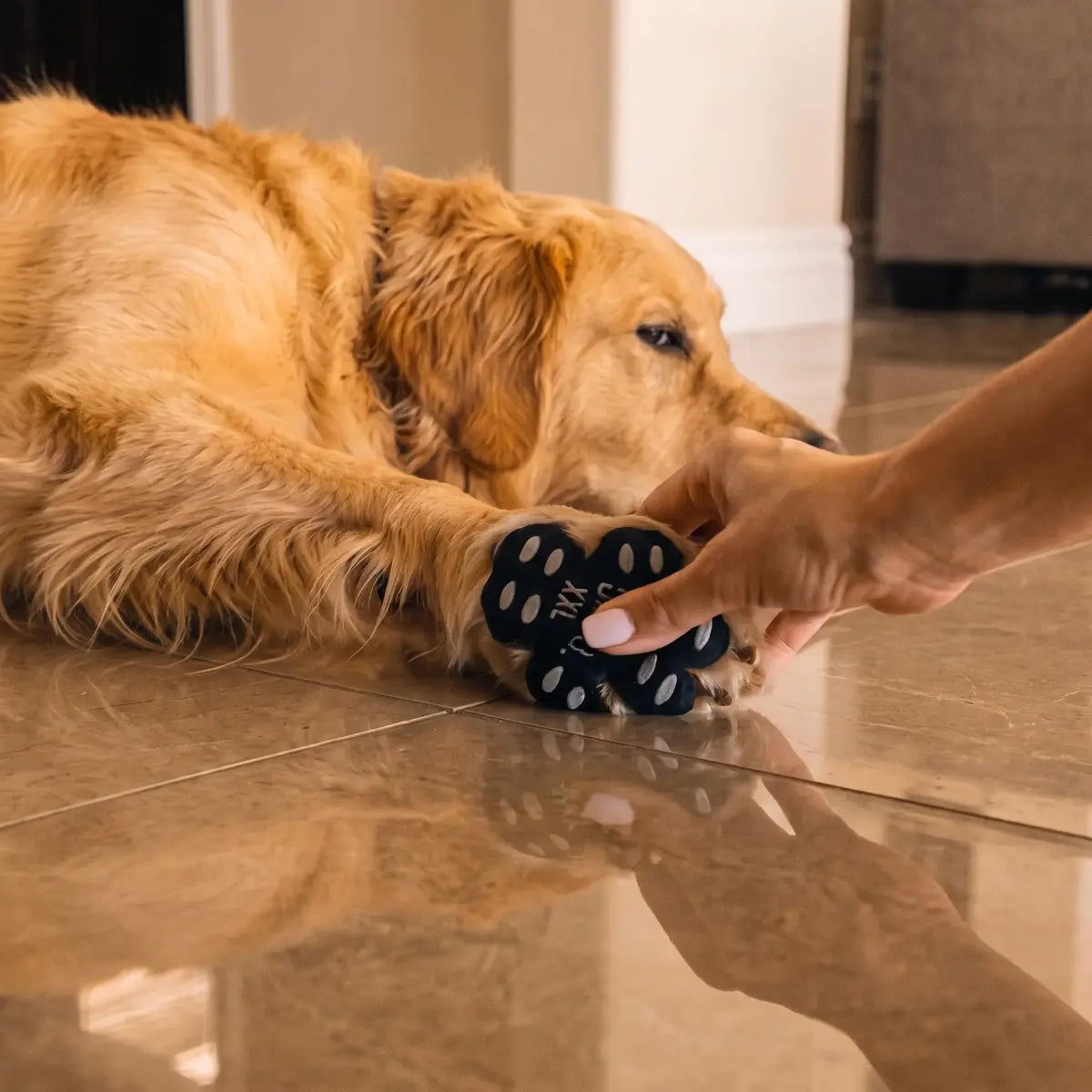 Owner pressing a black DFC pad onto a golden retriever’s paw on a tiled floor