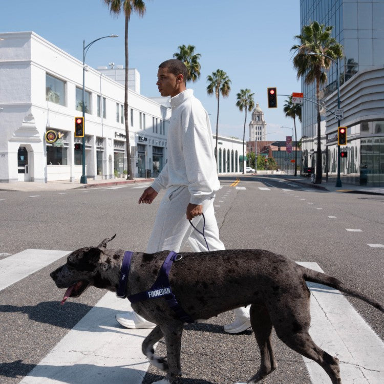 Owner walking a Great Dane in the Indigo harness across a city crossing