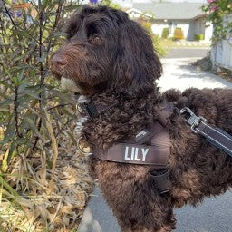 Lily, a brown curly-coated dog, in her harness