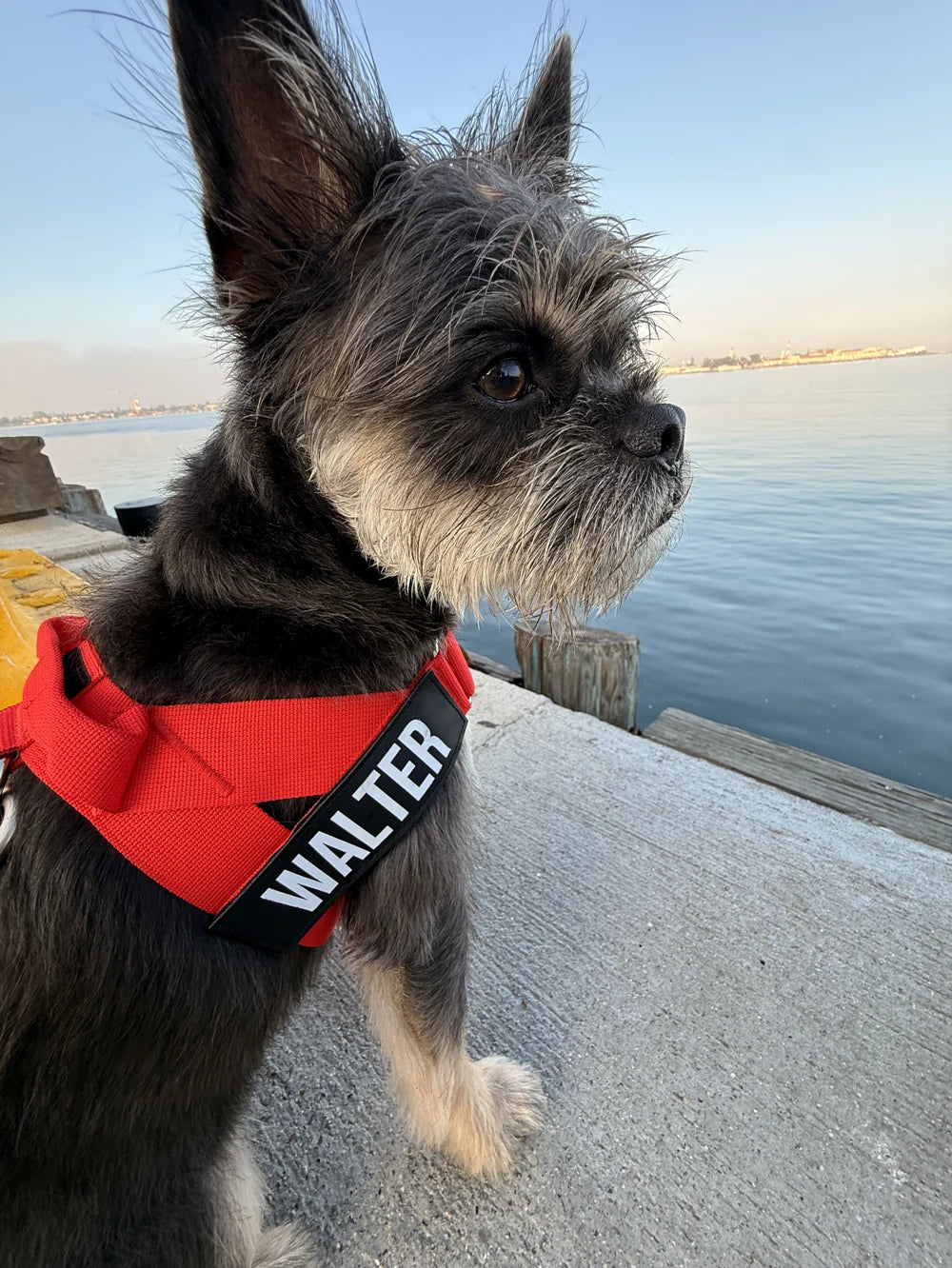 Walter in a personalized red harness